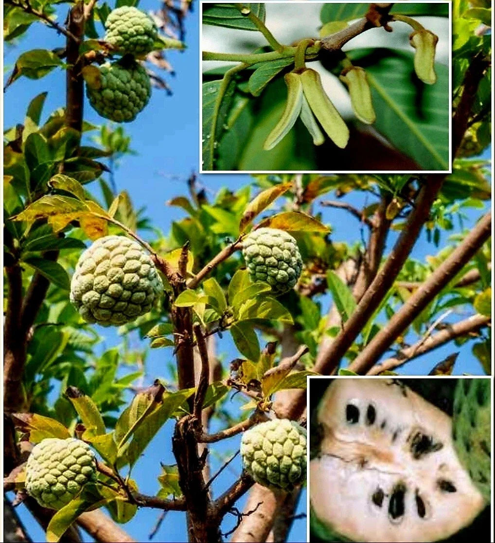 Cherimoya Seeds - 10 Pack, Custard Apple, Sugar Apple, Sweetsop, Annona cherimola, Tropical Fruit Planting Seeds