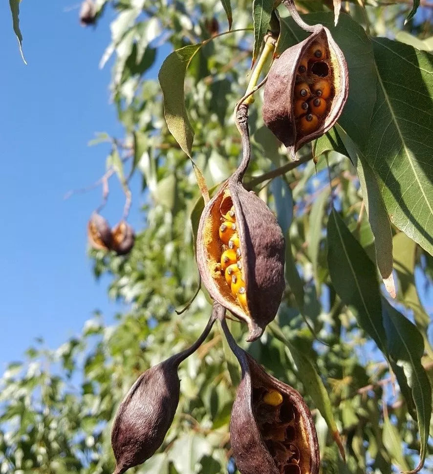 Australian Bottle Tree Seeds – 4 Pack Brachychiton populneus for Planting, Native Australian Tree Seed Pods
