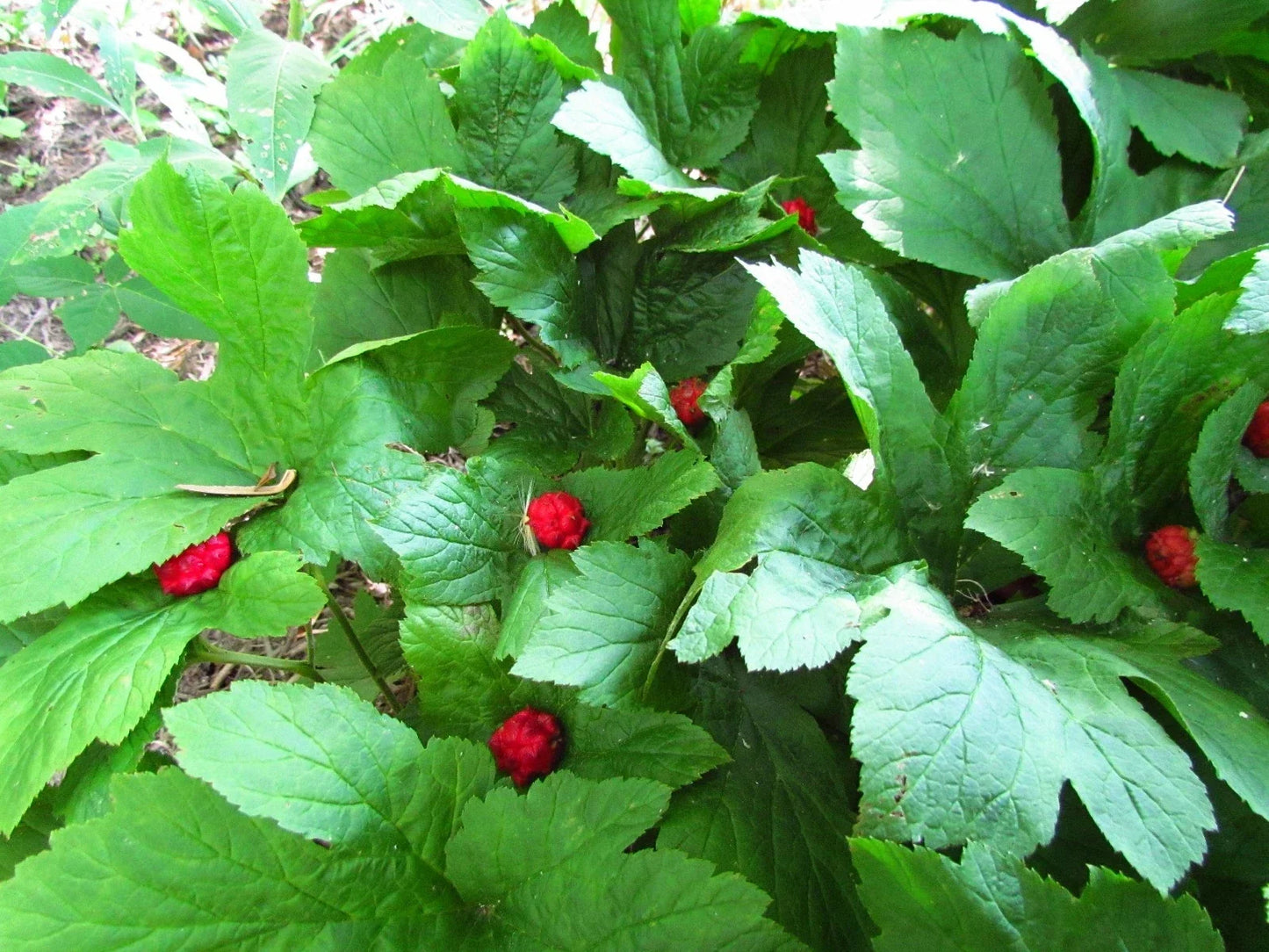Golden Seal Roots 20 Pieces Hydrastis canadensis Herbal Plant for Natural Remedies, Native North American Perennial