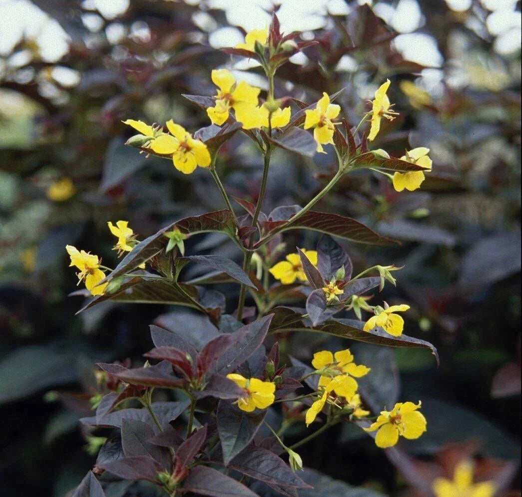Firecracker Loosestrife Plants - 4 Bareroot Young Lysimachia Hummingbird Attractors