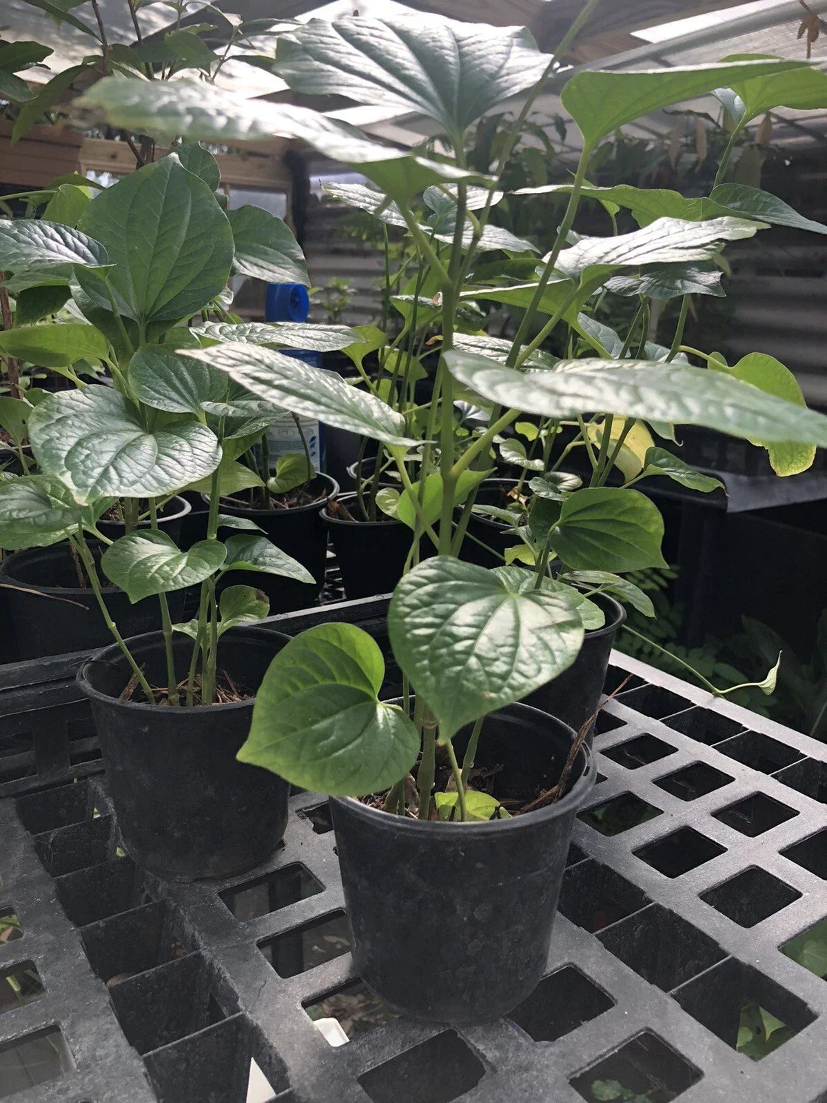 Well Rooted Betel Leaf Plant - Piper sarmentosum - Indoor/Outdoor Herb in Pot