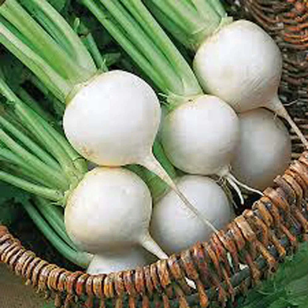 Turnip Seeds 1000 Count - Heirloom White Egg Variety Non-GMO Brassica rapa