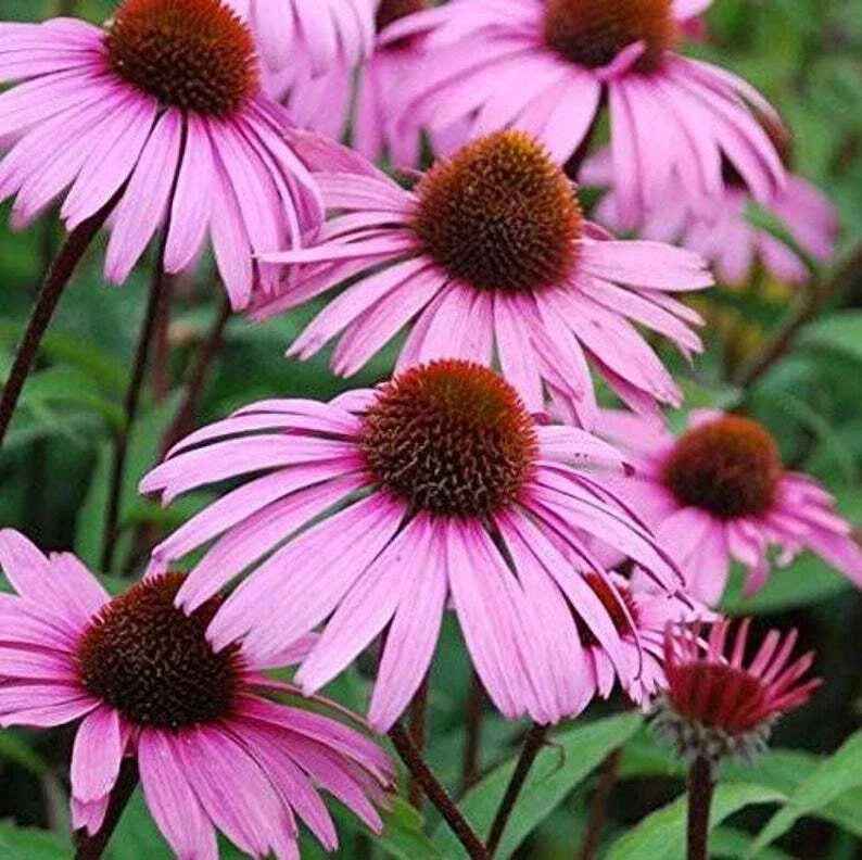 Large Live Echinacea purpurea Plant, Sweet Pow Wow Variety, Well Rooted, 3 Years Old, Pollinator Attracting Perennial