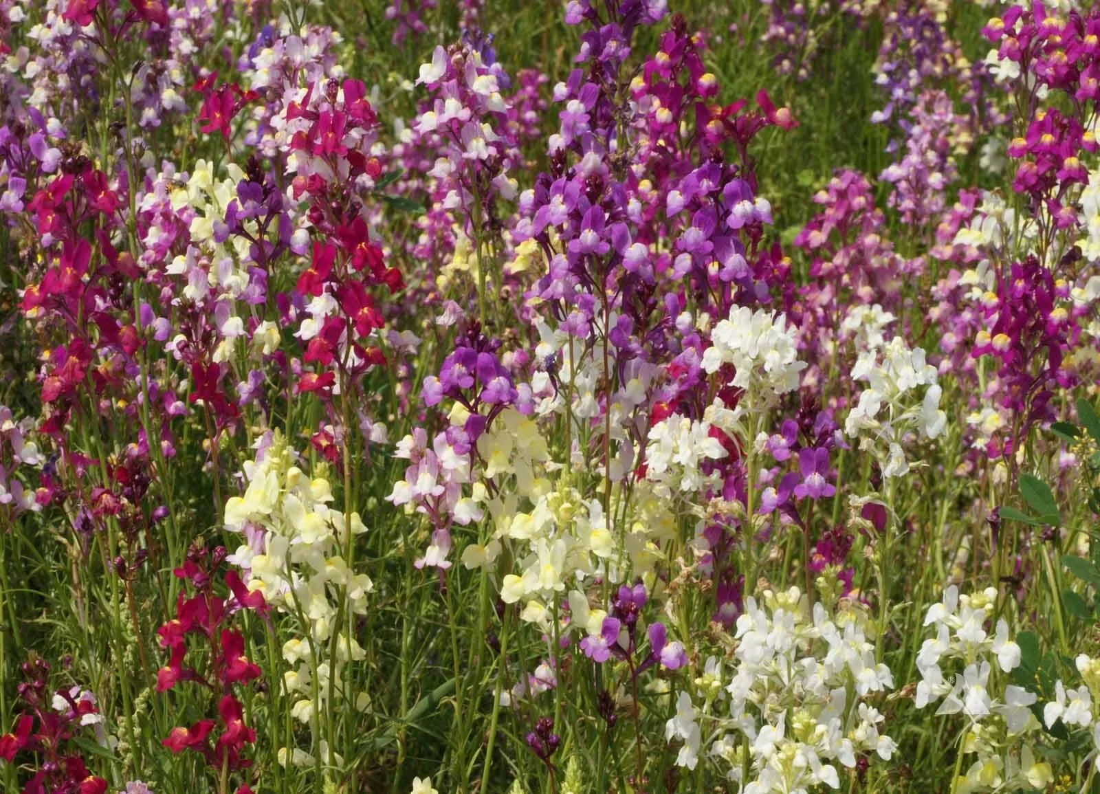 Northern Lights Snapdragon Seeds Mix, Multi-Color Blooms, Pollinator Friendly, Antirrhinum majus Seed Packet