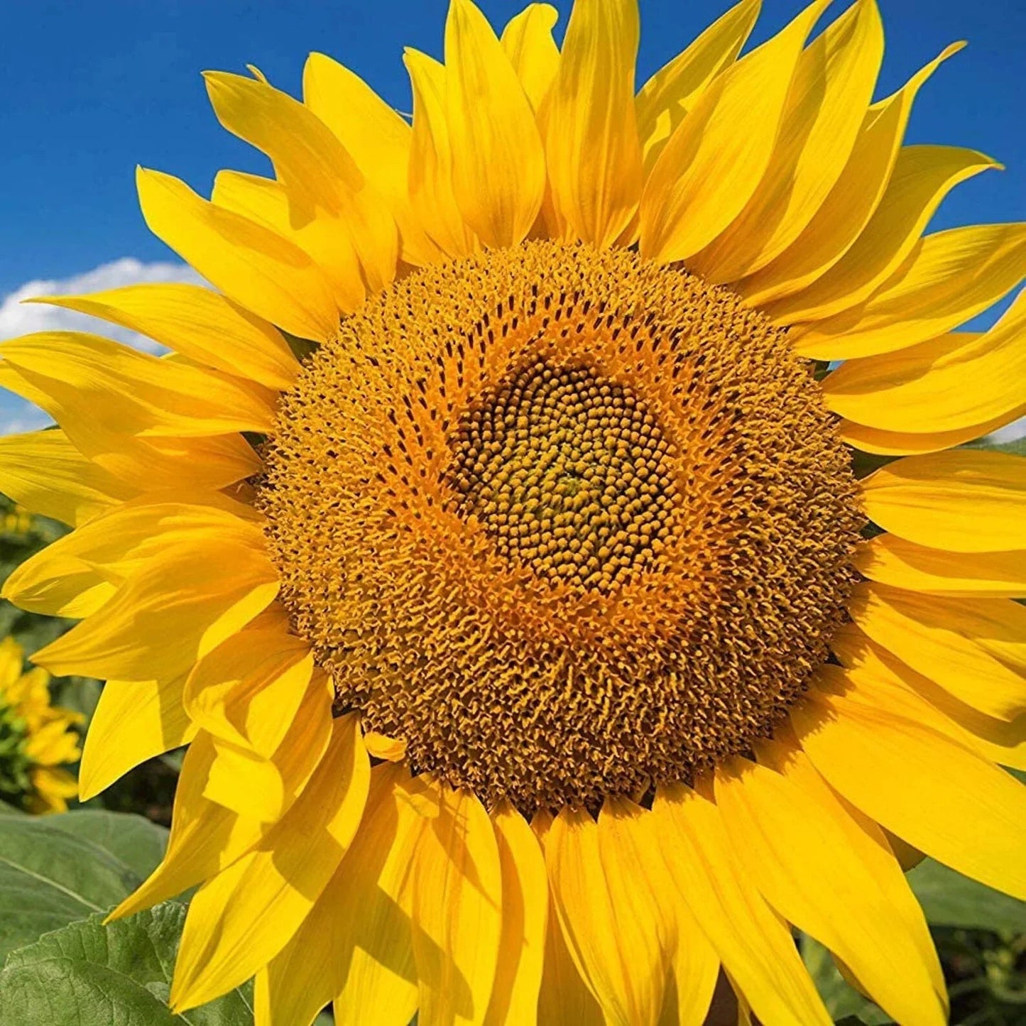 Giant Yellow Sunflower Seeds 50pcs - Helianthus annuus for Competition & Garden, Bright Yellow Flowers