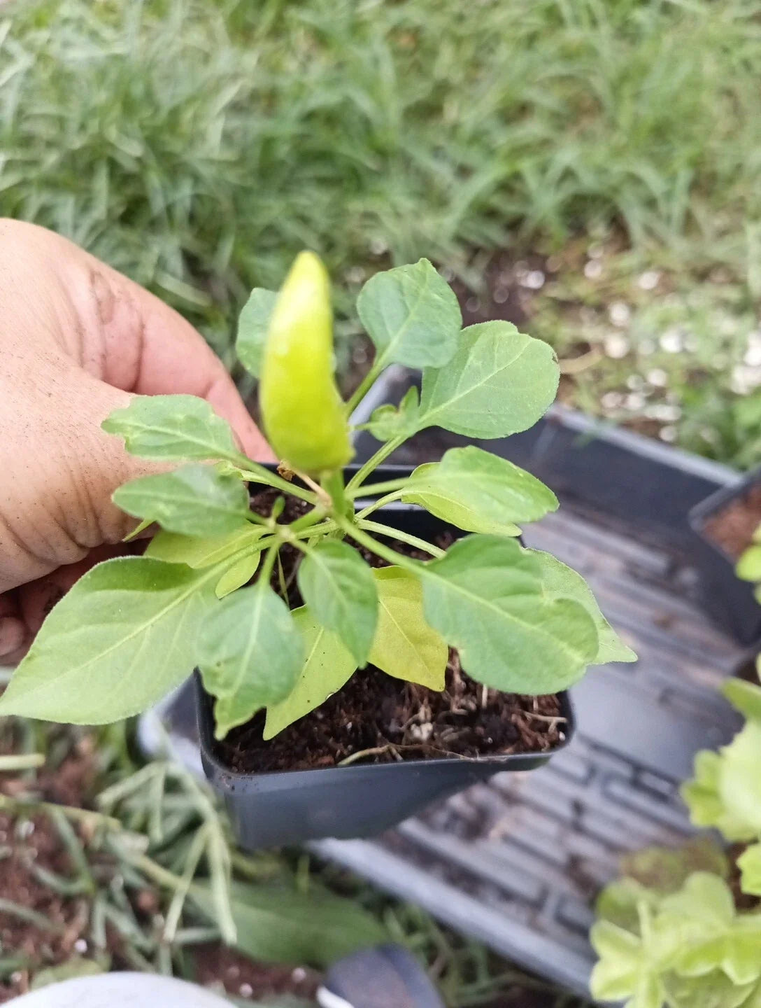 Live Pepper Plant - 30-45 Days Old - Super Chile Chiltepin Capsicum annuum - Compact, Bushy, Spicy Pepper Plant