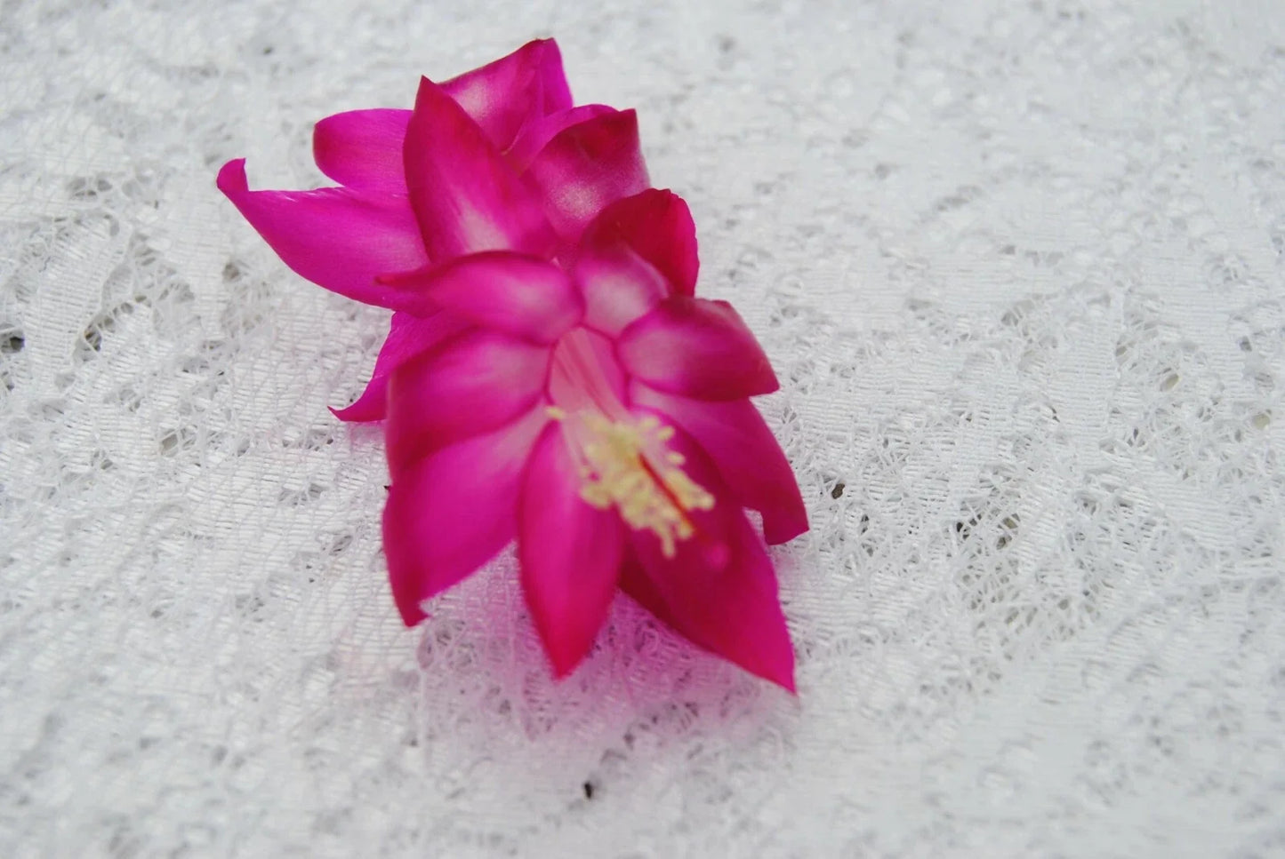 Christmas Cactus Starter Plant Island Voodoo Schlumbergera Truncata Well Rooted Indoor Decor