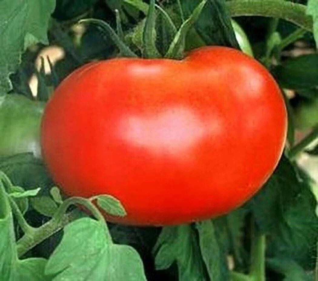 Burpee Big Boy Tomato Seeds - Organic Non-GMO Hybrid, Large Juicy Tomatoes, Solanum lycopersicum, 120+ Seeds