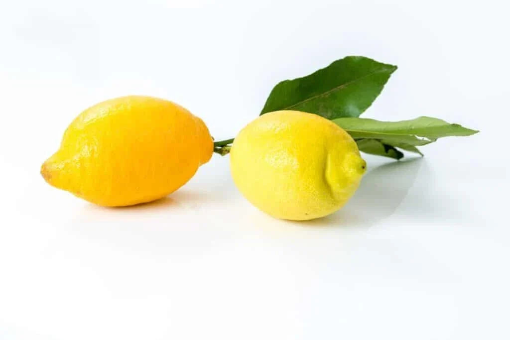 Citron de Menton Lemon Seeds – Citrus medica var. limonia Fruit Tree for Garden Planting, 5 Seeds