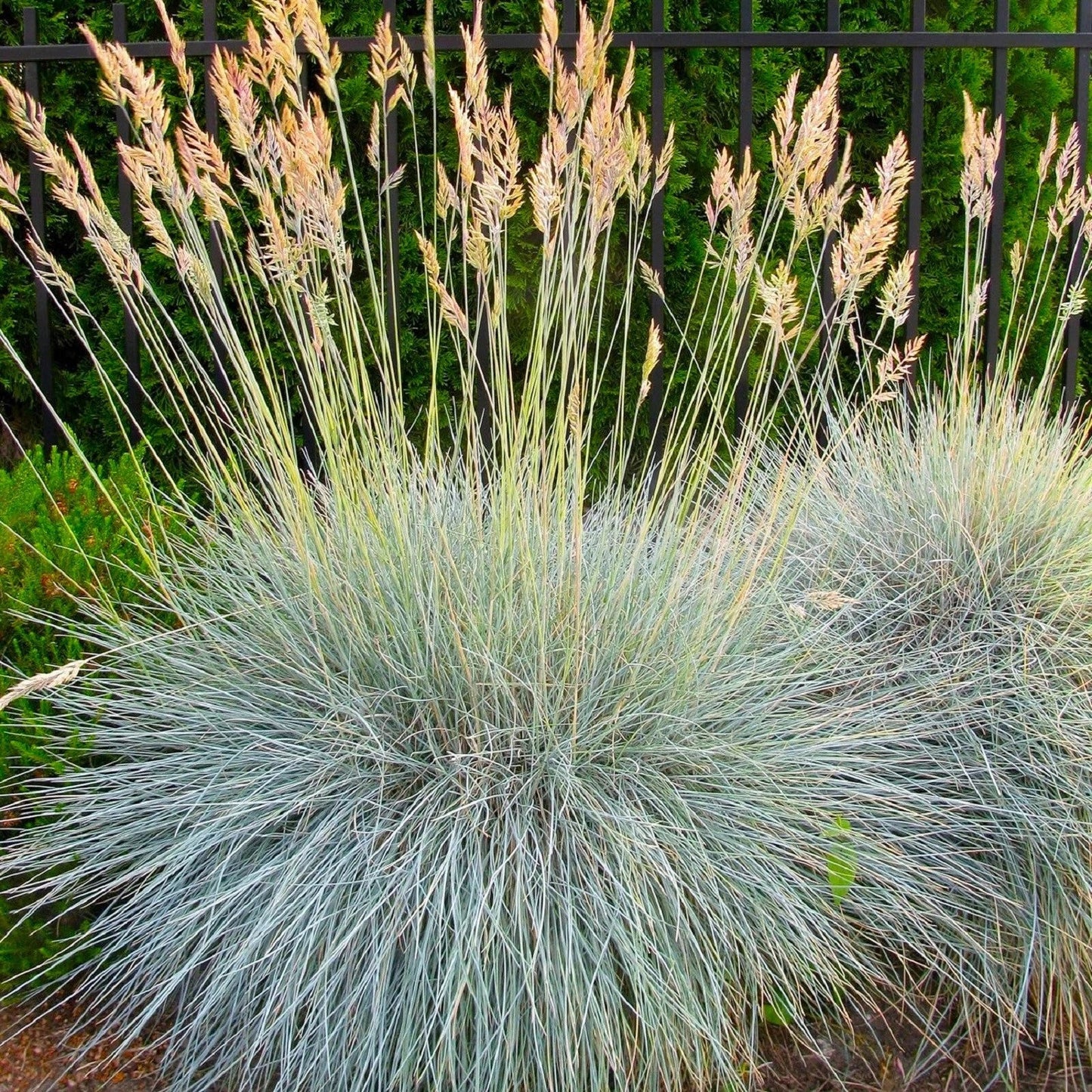 Blue Fescue Grass Seeds 300+ | Drought-Tolerant Ornamental Grass | Festuca glauca for Gardens & Landscapes