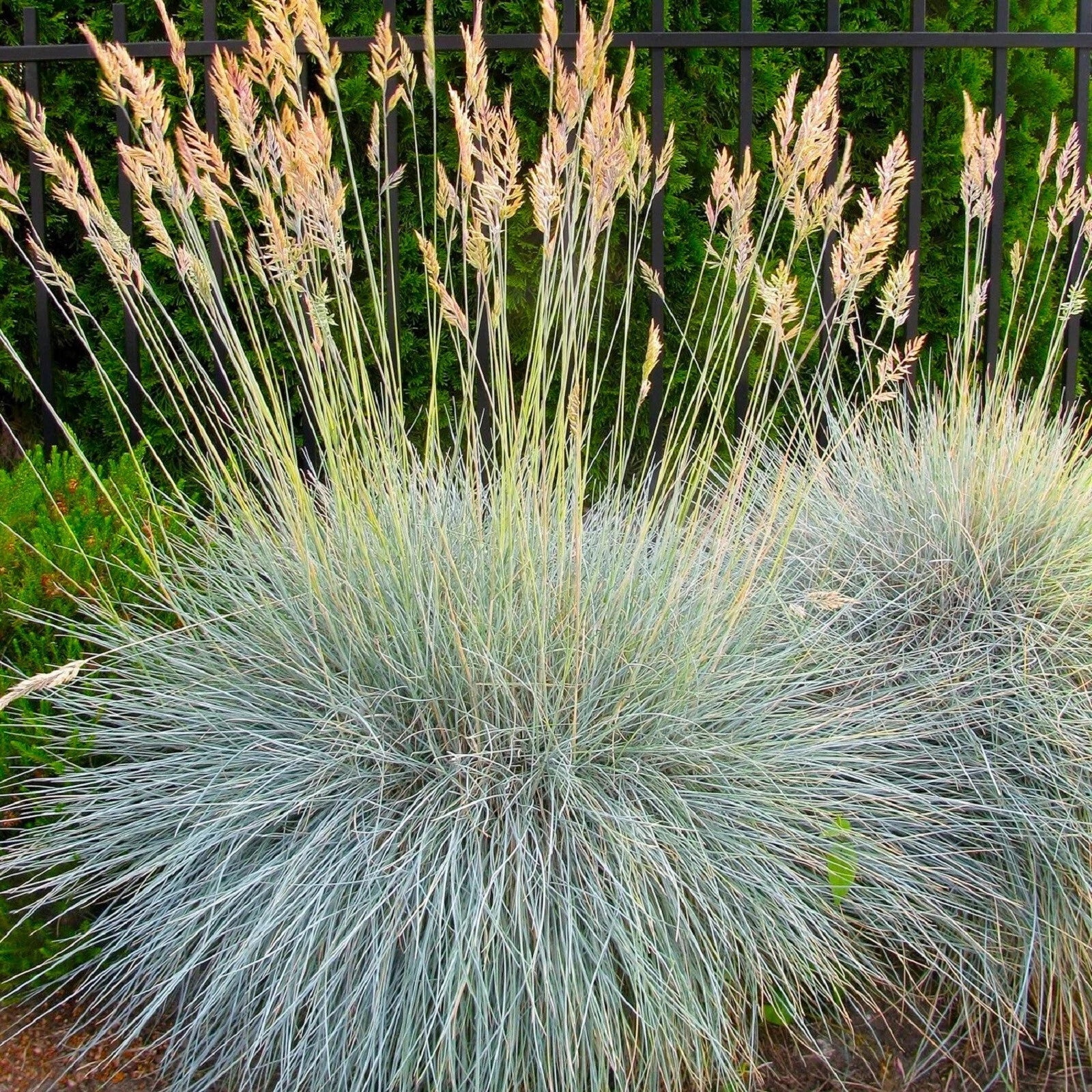 Blue Fescue Grass Seeds 300+ | Drought-Tolerant Ornamental Grass | Festuca glauca for Gardens & Landscapes