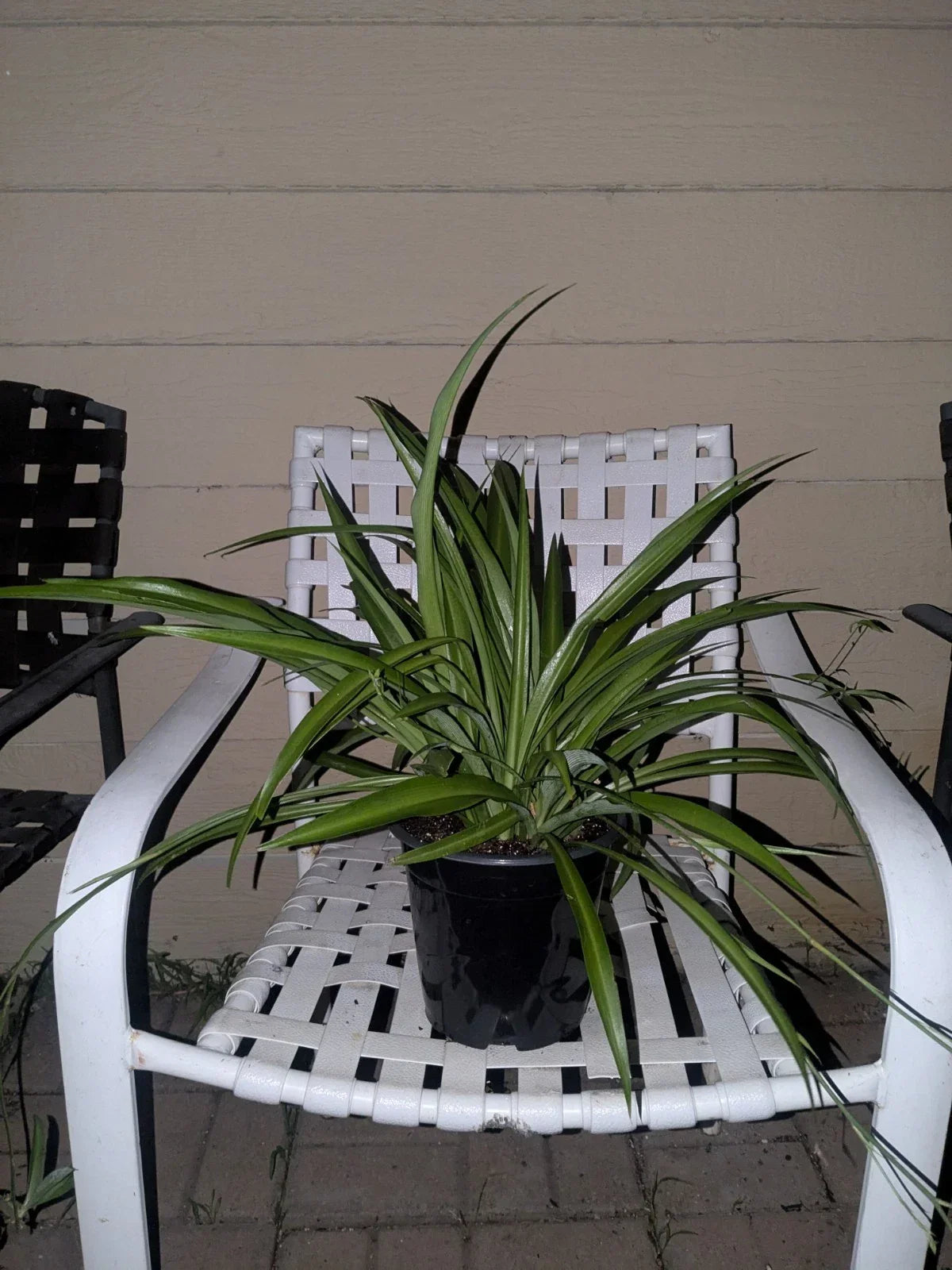 Rooted Spider Plant in Pot - Solid Green Indoor Live Plant Chlorophytum comosum