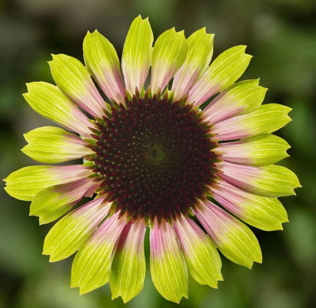 Echinacea Prairie Blaze Vintage Lime Live Perennial Plant Plugs - Pink & Lime Green Flowers, 4 Plants