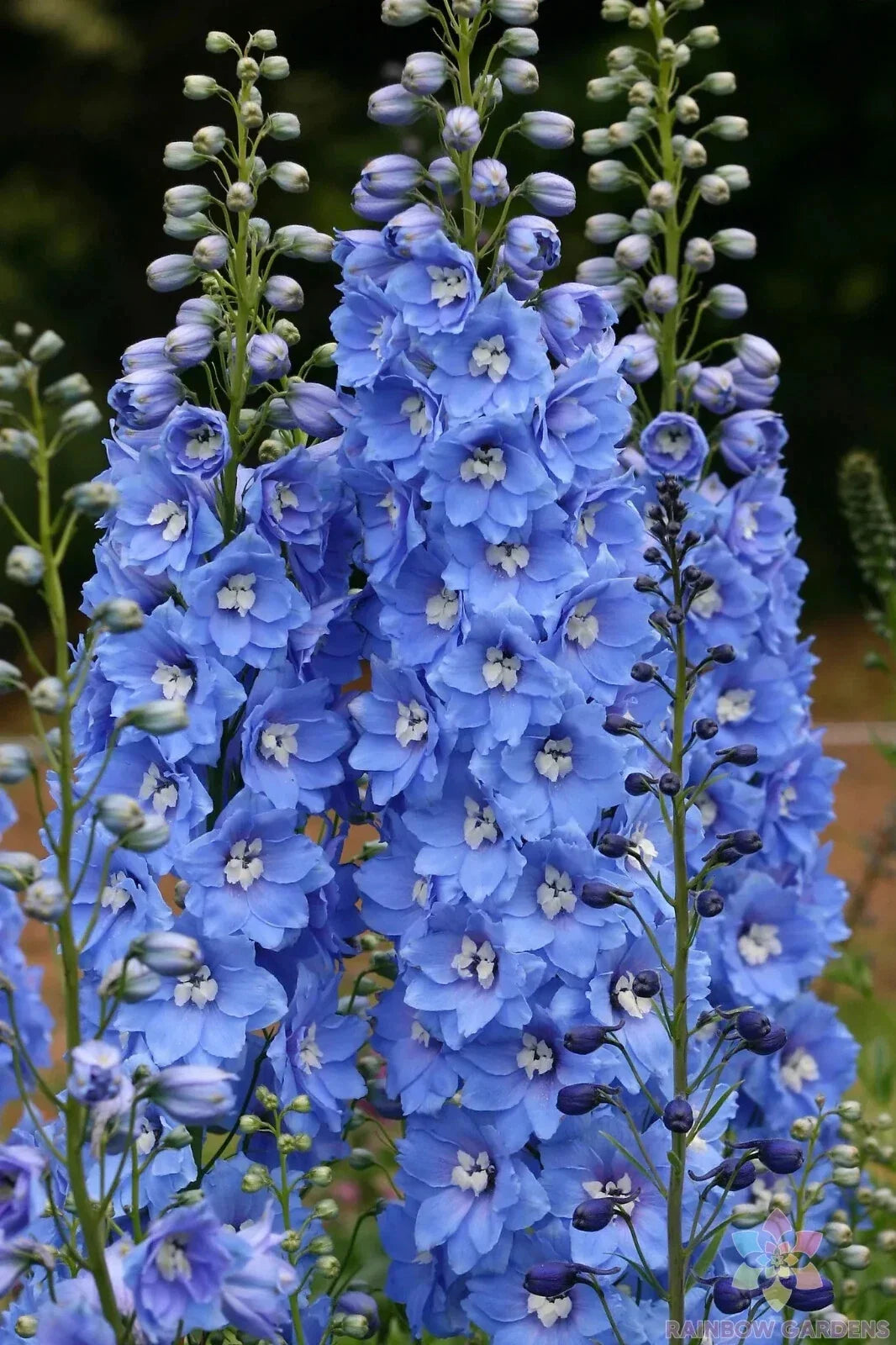 Delphinium Seeds - 200+ Sunny Skies Variety - Blue & Purple Flowers - Delphinium elatum - Garden Planting, Perennials