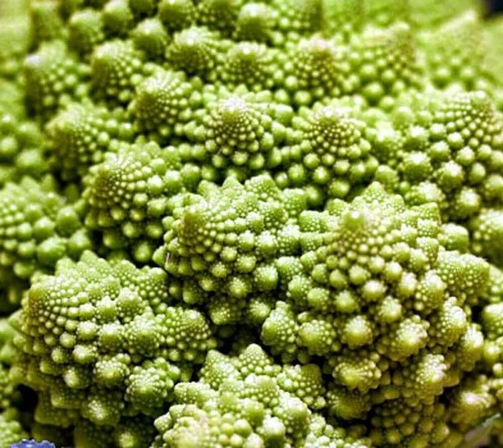Broccoli Romanesco Seeds - 5000 Count Heirloom Brassica oleracea var. botrytis