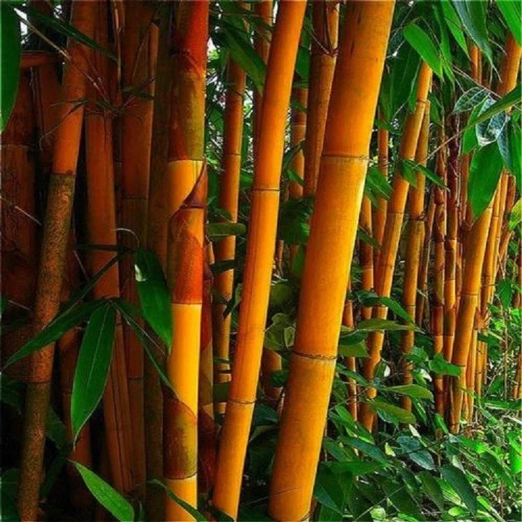 Orange Bamboo Seeds - Clumping Grass for Privacy Screen - Bambusa vulgaris 'Vittata' - Drought-Resistant Garden Plant