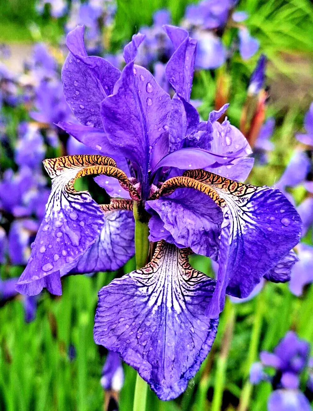 Lavender-Blue Siberian Iris Seeds - 100 Seeds, Iris sibirica, Perennial Flower for Garden, Borders & Cut Flowers
