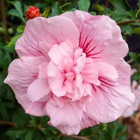 Double Light Pink Hibiscus Seeds - 20 Perennial Flower Seeds for Garden Borders & Containers - Hibiscus rosa-sinensis