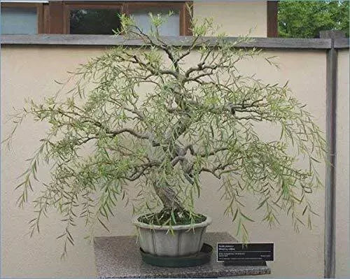 Bonsai Tree Thick Trunk Cutting Indoor Outdoor Salix Matsudana Dragon Willow Live Plant