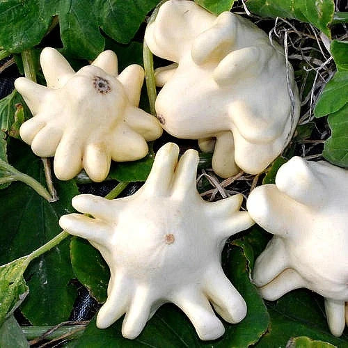 Yugoslavian Finger Squash Seeds – Heirloom Cucurbita pepo, Green Vining Fruit for Home Gardening, Non-GMO, Full Sun