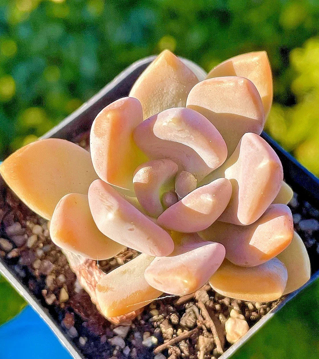 Rare Graptophytum Supreme Succulent Baby Plant 1.5-Inch Fully Rooted Orange-Pink Color