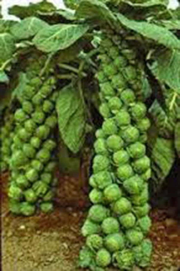 Brussels Sprouts Seeds 100 Pack Non-GMO Organic Brassica oleracea var. gemmifera for Home Garden