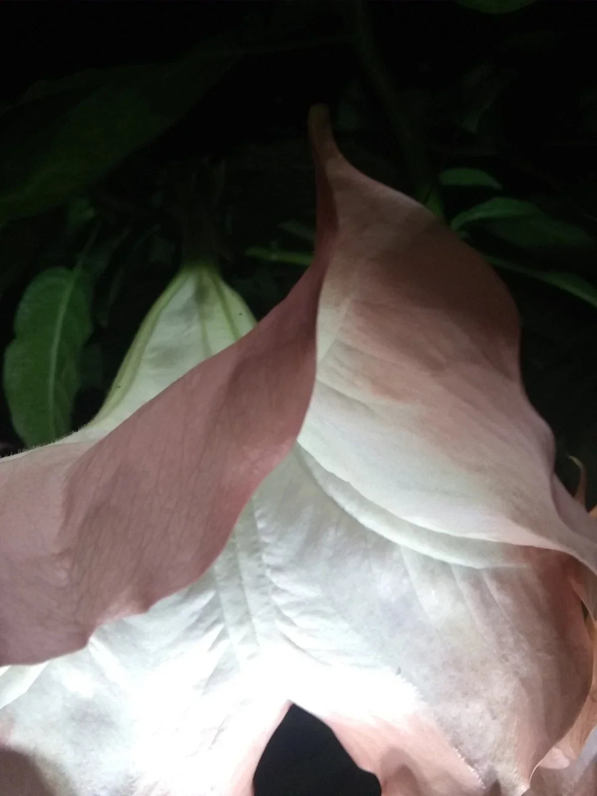Brugmansia Cuttings Pink Peach Angel Trumpet Fragrant Flowers Easy to Grow 2 Pack