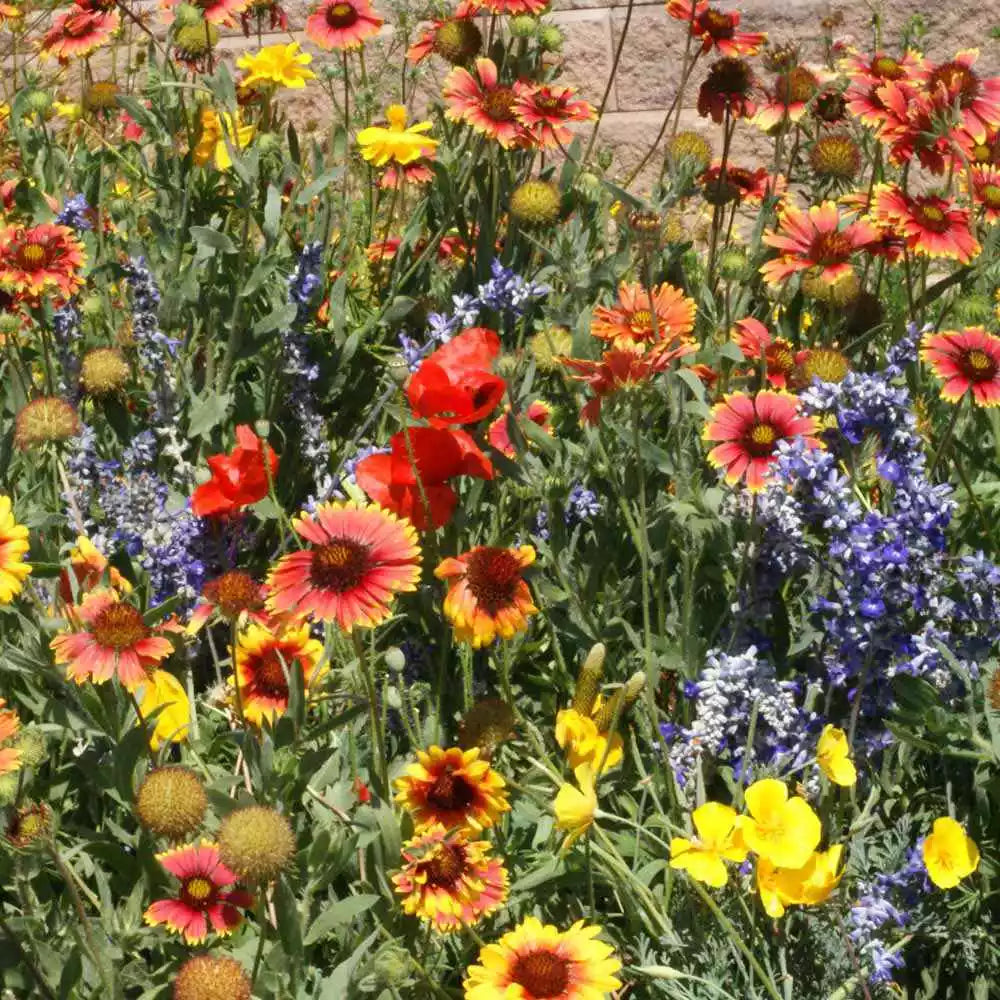 Dryland Wildflower Mix Seeds - 200+ Native Perennial & Annual Seeds - 21 Species USA