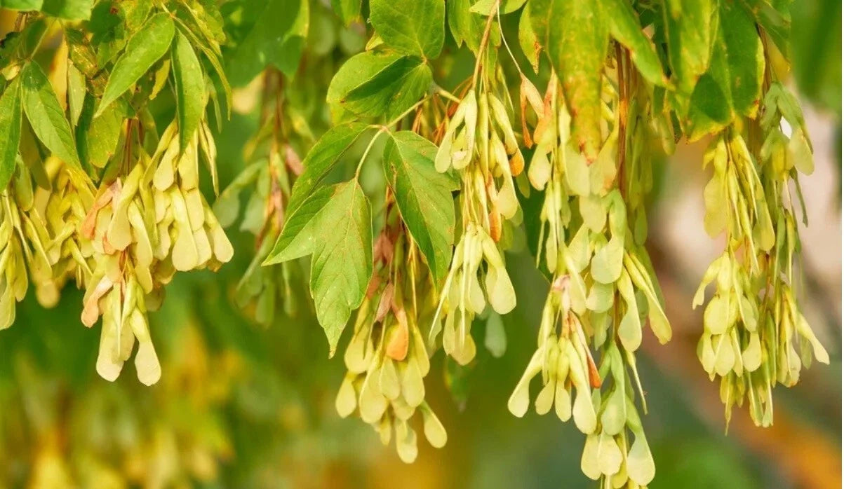 Live BoxElder Maple Tree in Pot | Acer negundo Well-Rooted Sapling for Landscaping and Shade