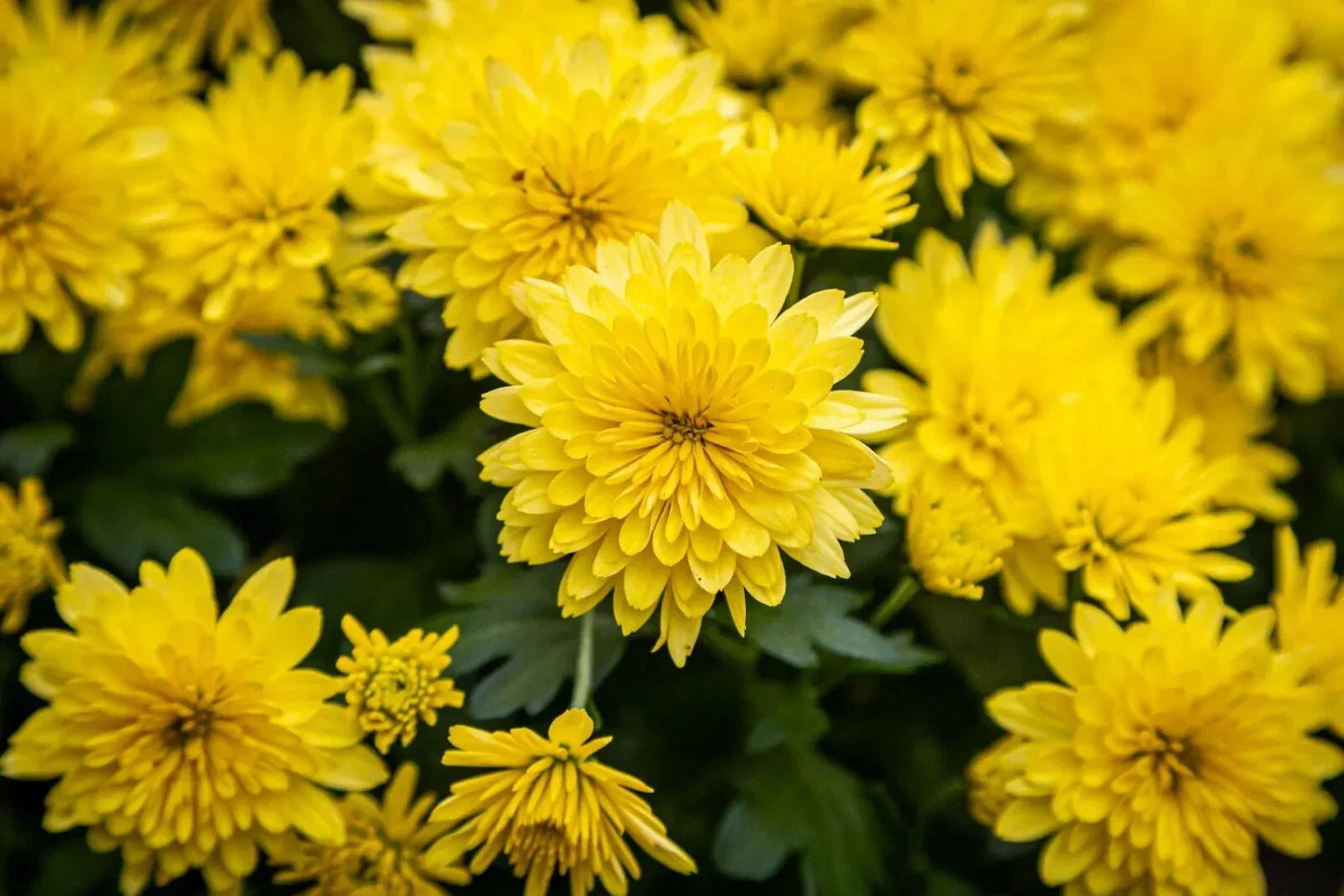 Yellow Chrysanthemum Live Plant – Perennial, Strong Rooting System, No Blooms, Chrysanthemum morifolium