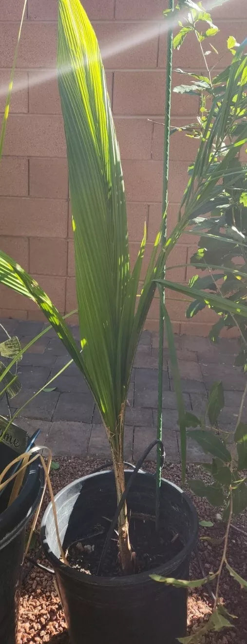 Queen Palm Tree Sapling - Live 3+ Year Old, Tropical Indoor/Outdoor Plant, Syagrus romanzoffiana