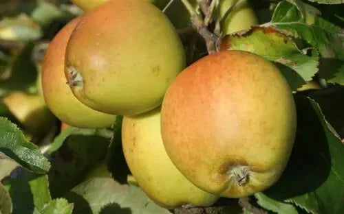 Golden Russet Apple Seeds - Organic Malus domestica for Home Garden Planting, 25+ Seeds, Non-GMO, Fruit Tree, USA