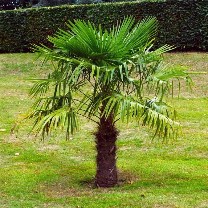 Windmill Fan Palm Seeds - Trachycarpus fortunei, Cold Hardy Tropical Palm Seeds for Landscaping & Container Gardening