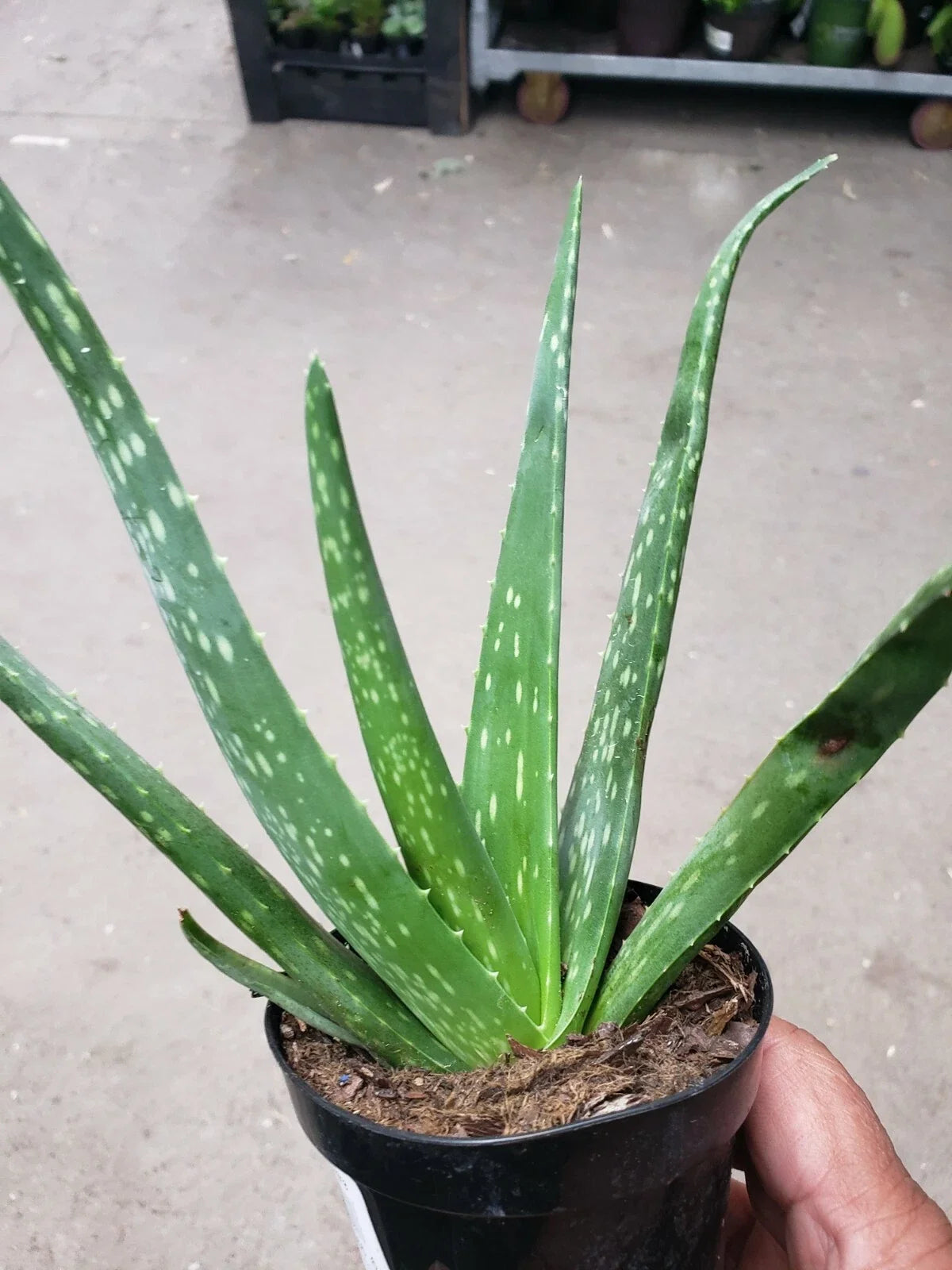 Potted Aloe Vera Plant - Live Succulent - Air Purifier - Medicinal Herb - Aloe barbadensis miller