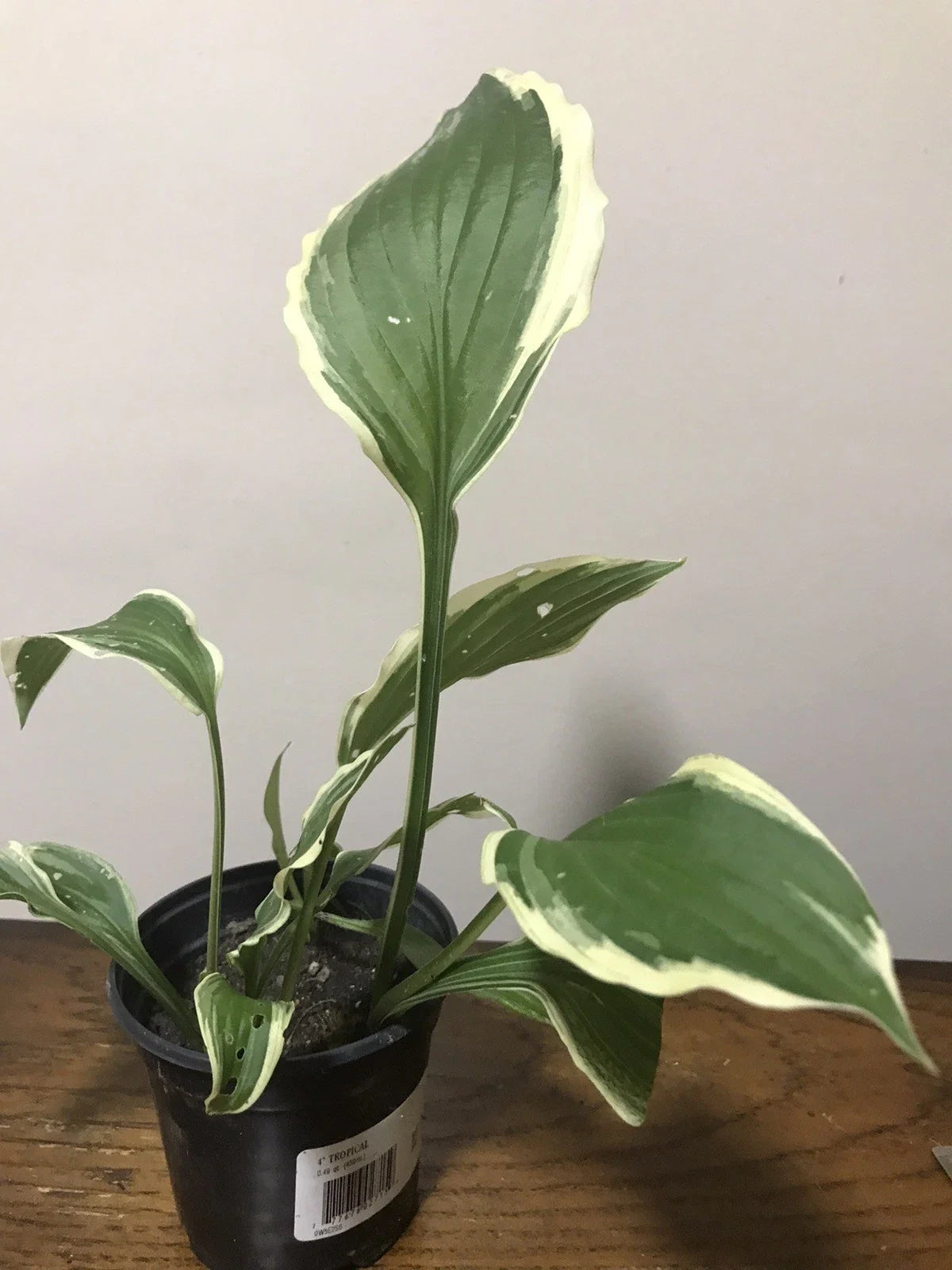 Hostas Starter Plants 4" Pot Live Plant, Well-Rooted, Shade-Loving, Perennial, Hosta spp.
