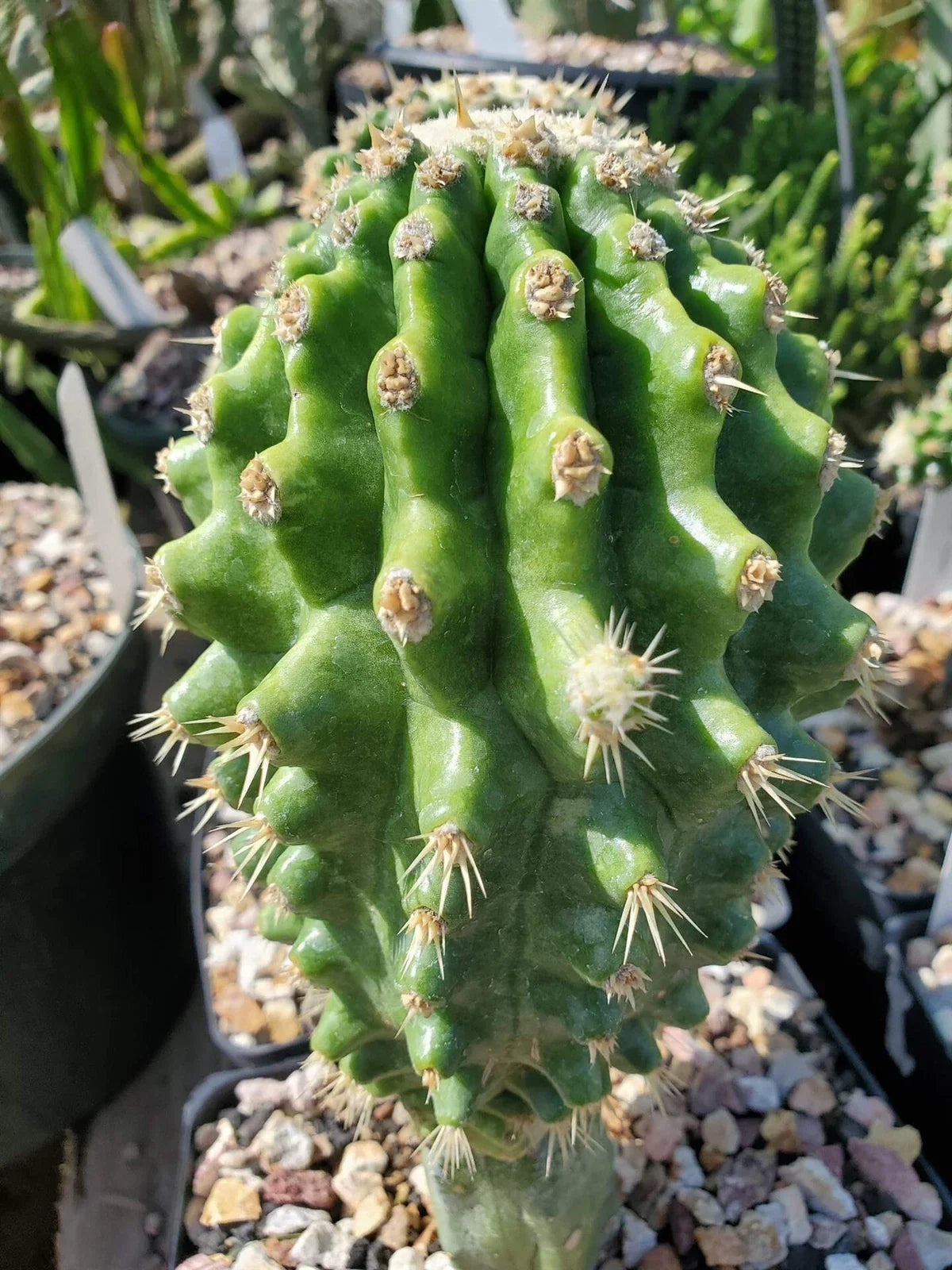 Echinocactus grusonii 'Knobby' Grafted Cactus - Unique Low Maintenance Indoor Succulent