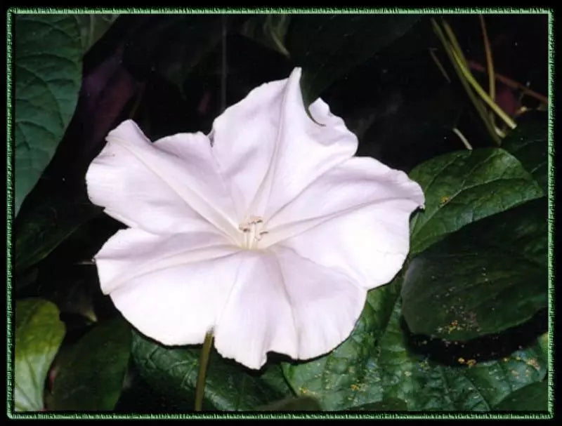 Moonflower Seeds - 18 Pack - Fragrant Night Blooming Vine - Ipomoea alba - Climbing Annual for Gardens