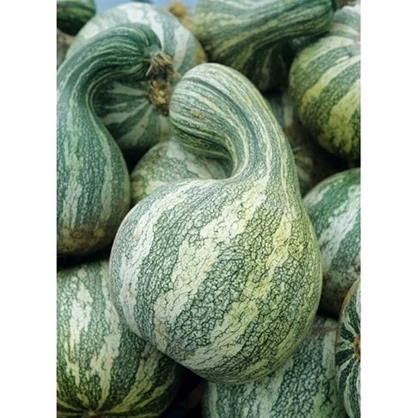 Cushaw Mixture Seeds | Heirloom Squash & Pumpkin Seeds | Cucurbita mixta | Vining Annual Garden Seeds
