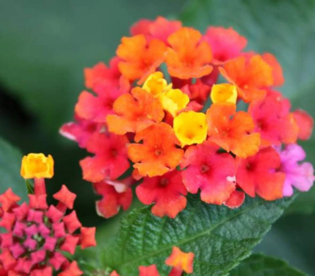 Lantana Confetti Live Annual Plant Plugs – Pink, Yellow, Magenta Flowers, Lantana camara, 4 Baby Starter Plants
