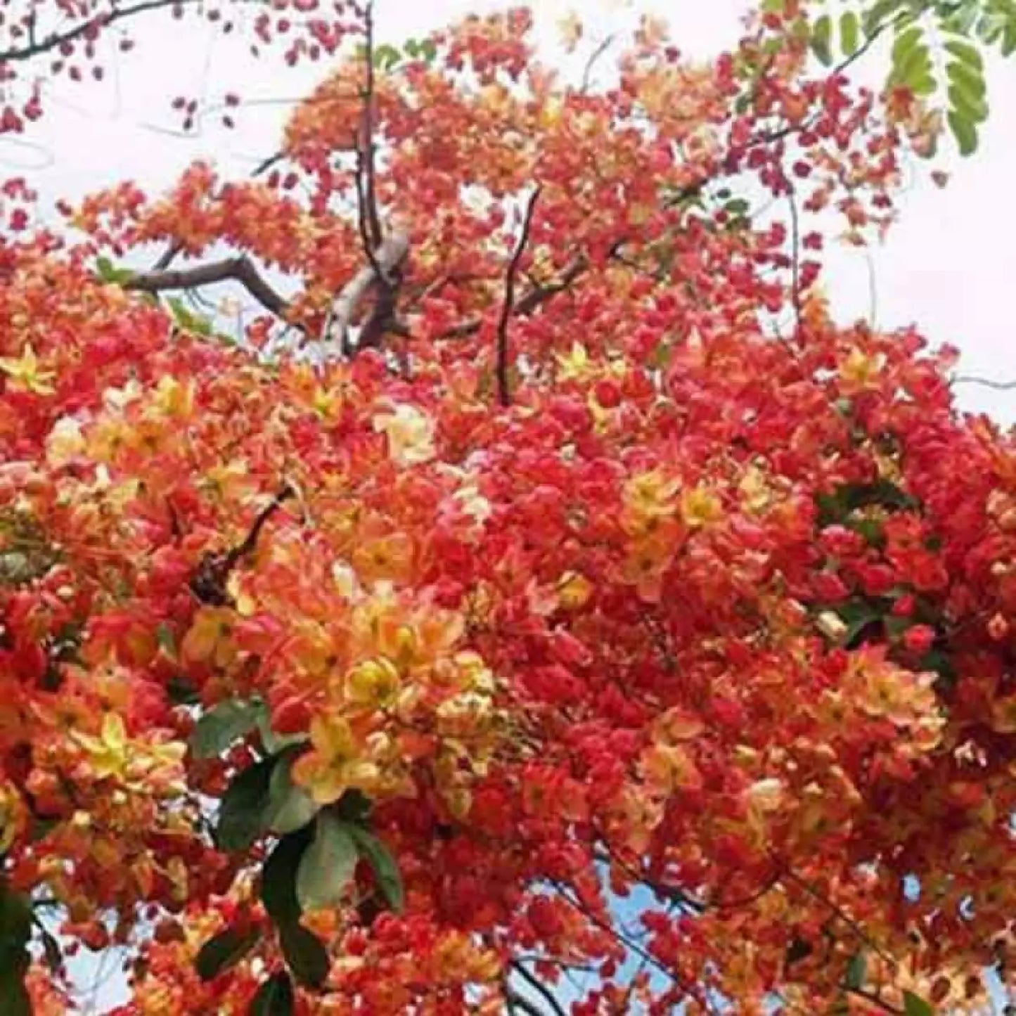 Red Shower Tree Seeds - 10 Pre-Stratified Cassia marginata Tropical Flowering Plant for Garden Landscape