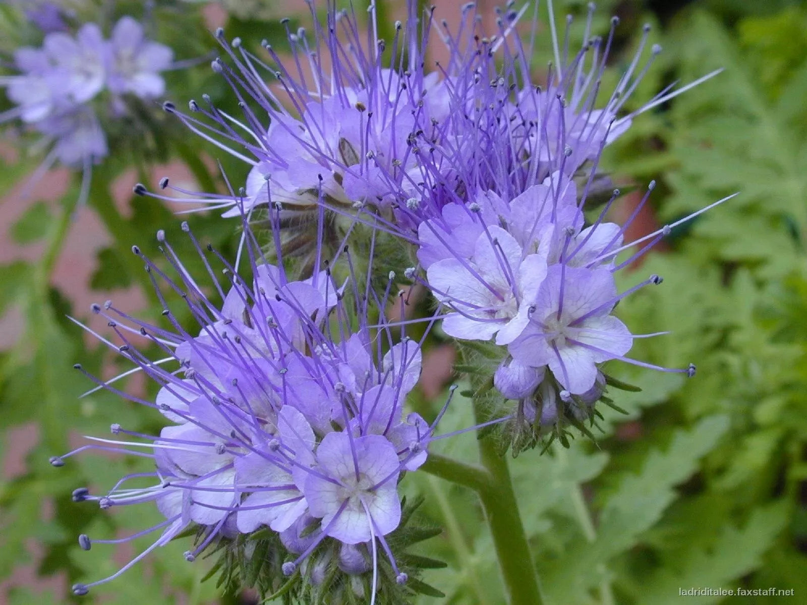 Lacy Phacelia Seeds – 1700+ Purple Edible Flower Seeds for Pollinators & Culinary Use – Phacelia tanacetifolia