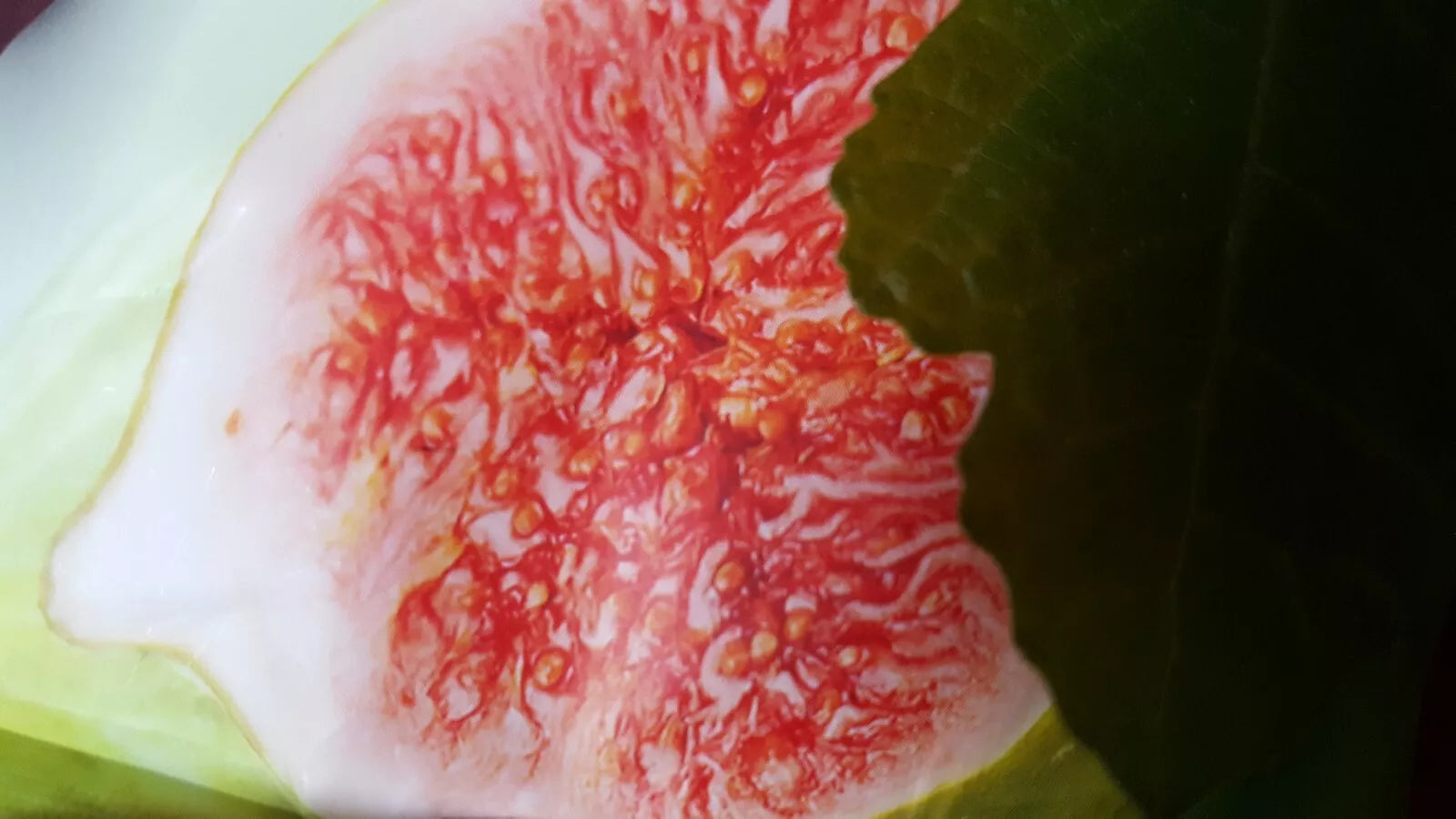 Fig Tree Seeds - Brown Turkey Variety - Ficus carica - Lush Foliage & Sweet Figs - Garden & Patio Planting