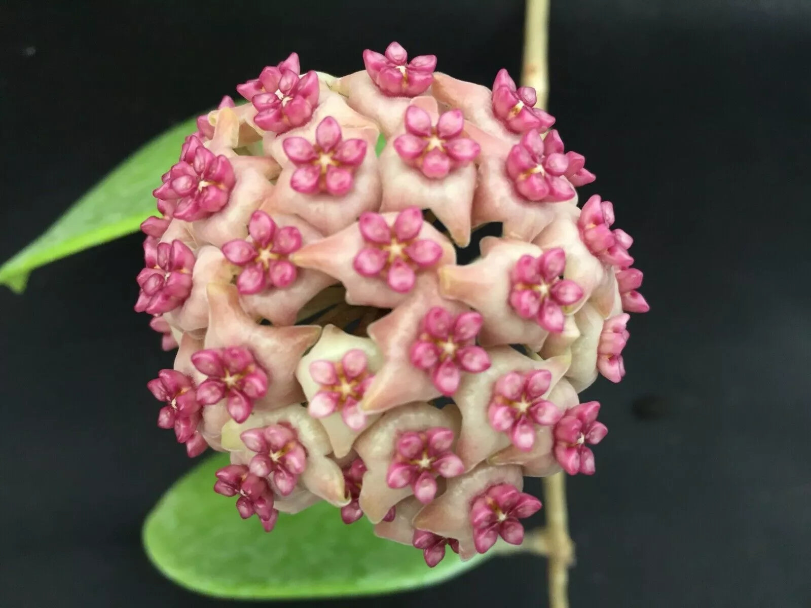 Hoya Hot Lips Hybrid Rooted Plant in 3" Pot, Climbing Vine, Bright Green Foliage with Red-Pink Flowers, Hoya Carnosa