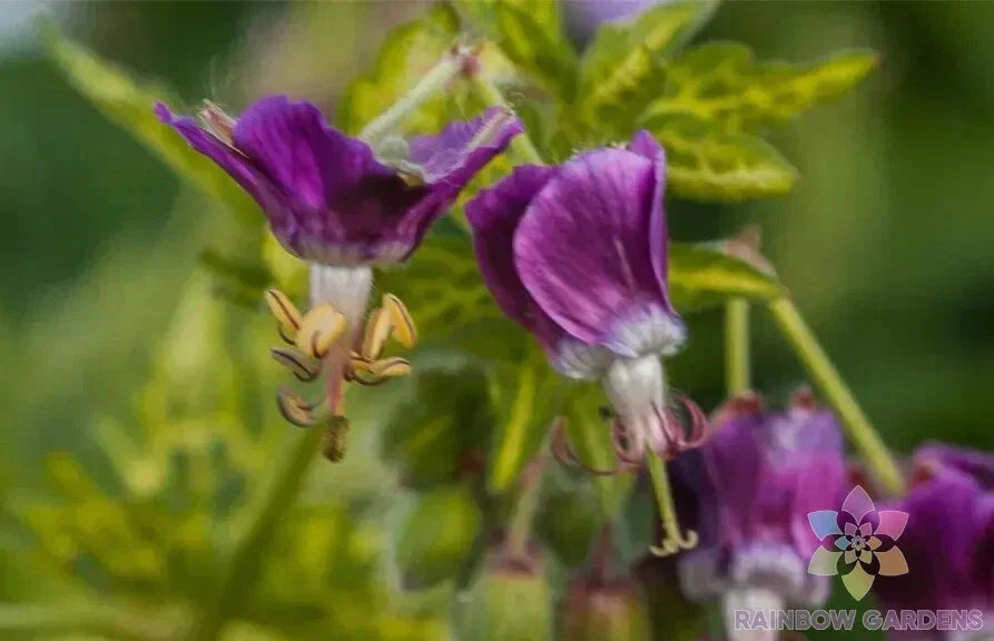 25+ Conny Broe Geranium Seeds Pelargonium × hortorum USA Non-GMO Free Shipping