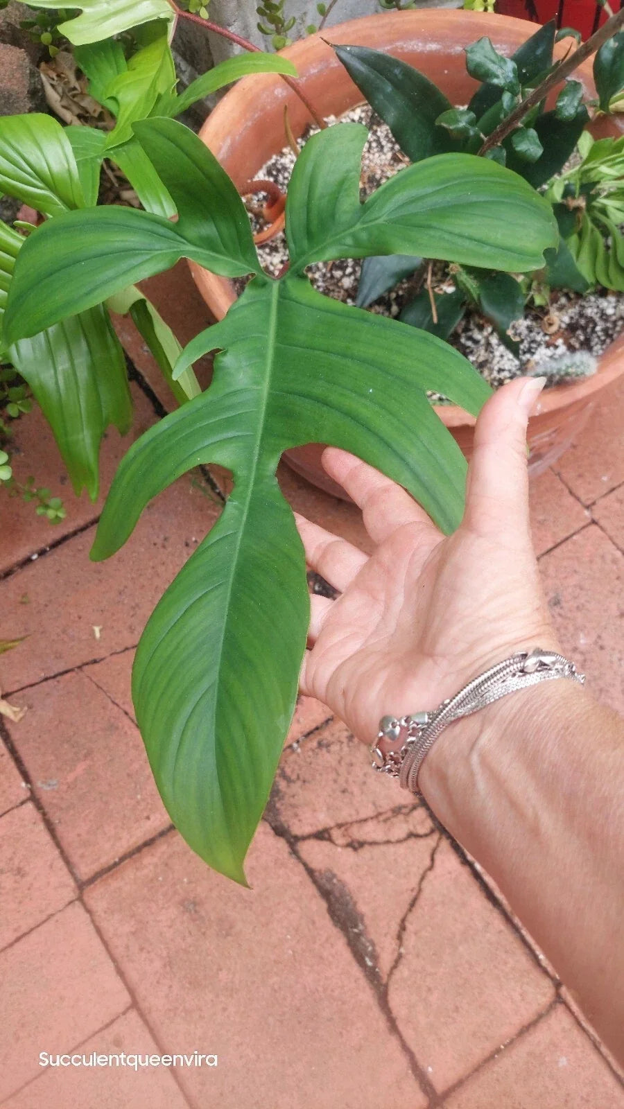 Philodendron Florida Beauty Plant - Rooted Variegated Houseplant in 4-Inch Pot, Climbing or Trailing, Easy Care, Indoor Tropical Plant