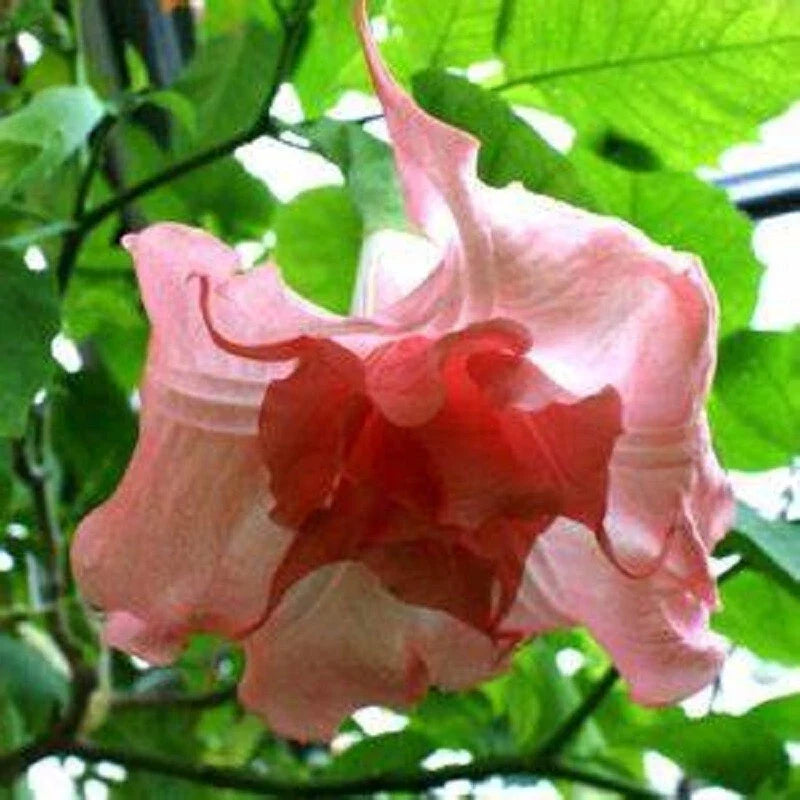 10 Strawberry Milk Angel Trumpet Seeds – Brugmansia Datura Pink Fragrant Flowers for Garden Planting, Pack of 10 Seeds