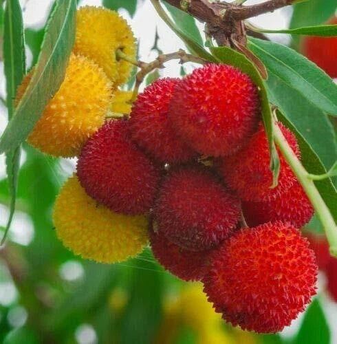 Strawberry Tree Seeds, Rare Arbutus Unedo, Exotic Fruit, Flowering Madroño Seed for Garden or Pot Cultivation