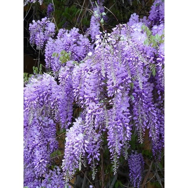 Wisteria Live Plants - 2 Rooted Purple Flowering Vines - Wisteria sinensis for Trellises & Pergolas