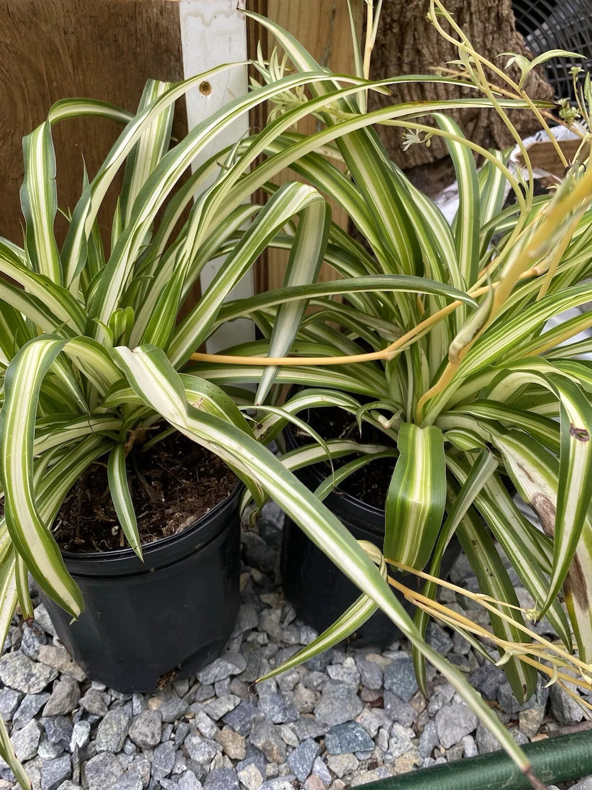 Variegated Spider Plant - 6 Inch Pot with Mature Offsets - Chlorophytum comosum Indoor Plant