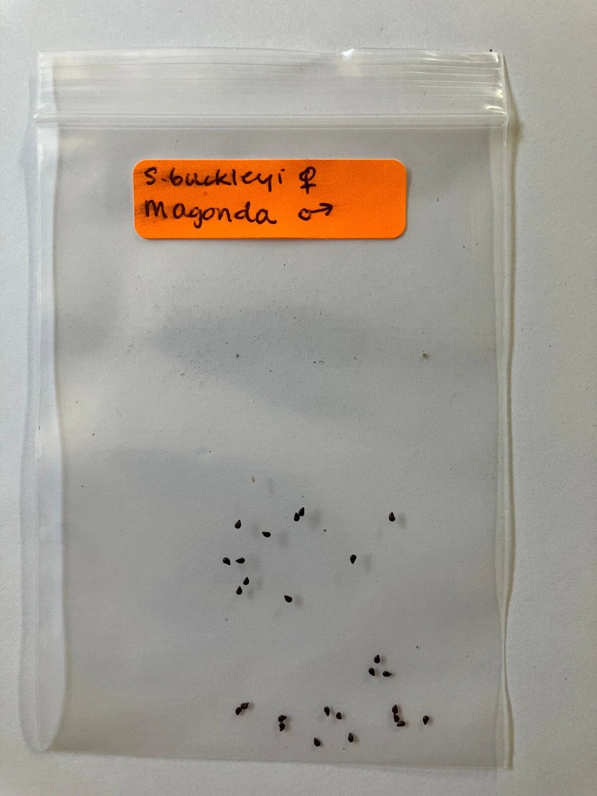 S. Buckleyi x Magonda Hybrid Seeds – Rare Exotic Garden Plant Seeds for Pollinator Attraction, Easy to Grow